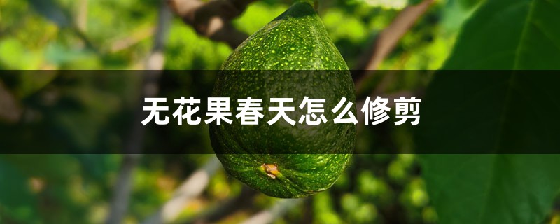 无花果春天怎么修剪