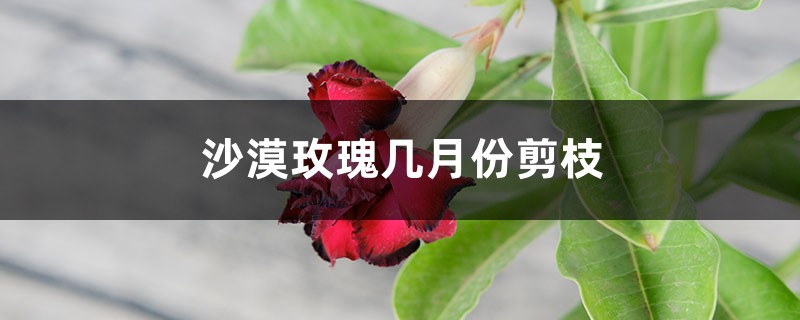 沙漠玫瑰几月份剪枝