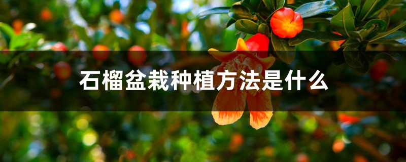 石榴盆栽种植方法是什么，石榴籽可以种小盆栽吗