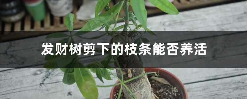 发财树剪下的枝条能否养活