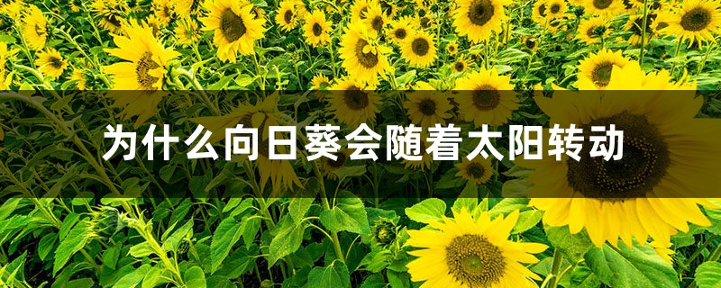 为什么向日葵会随着太阳转动，向着太阳开