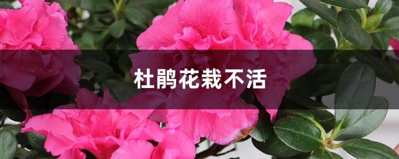 杜鹃花栽不活，杜鹃花要怎么种才能活