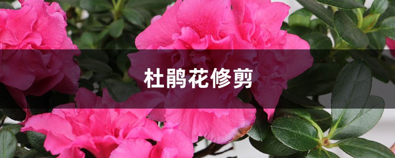 杜鹃花怎么修剪