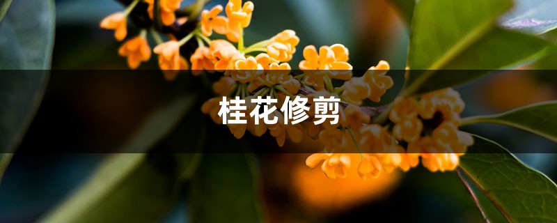 桂花如何修剪