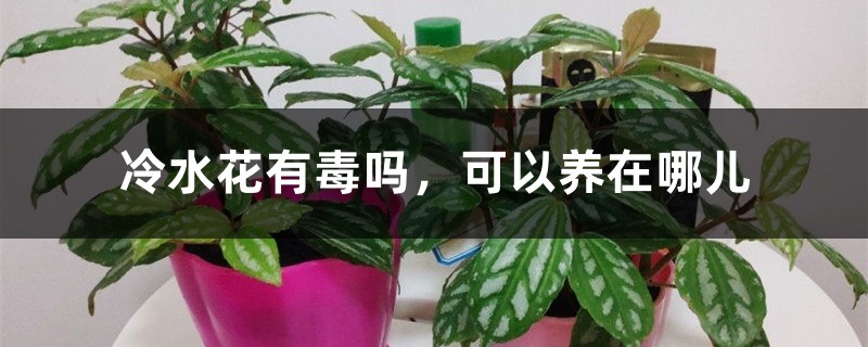 冷水花有毒吗，可以养在哪儿