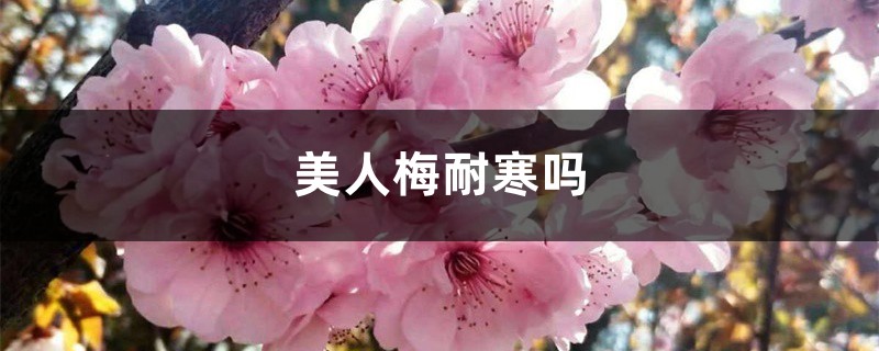 美人梅耐寒吗，冬天怎么过冬