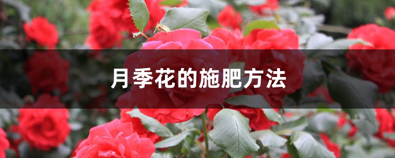 月季花的施肥方法