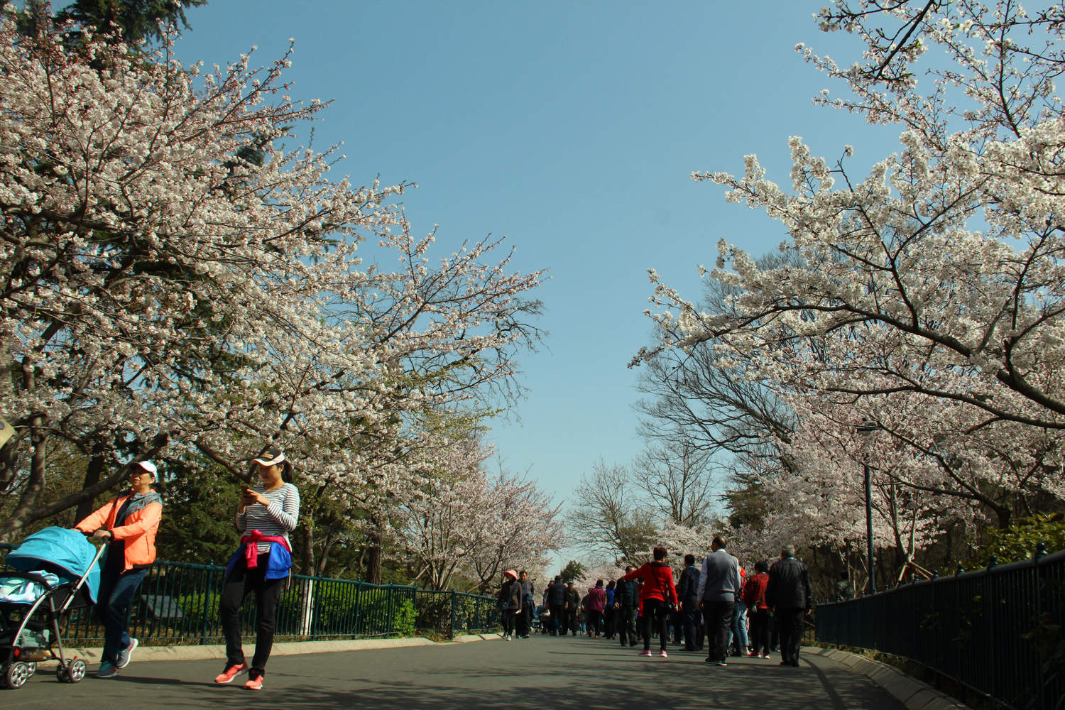 樱花