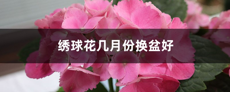 绣球花几月份换盆好，换盆注意事项