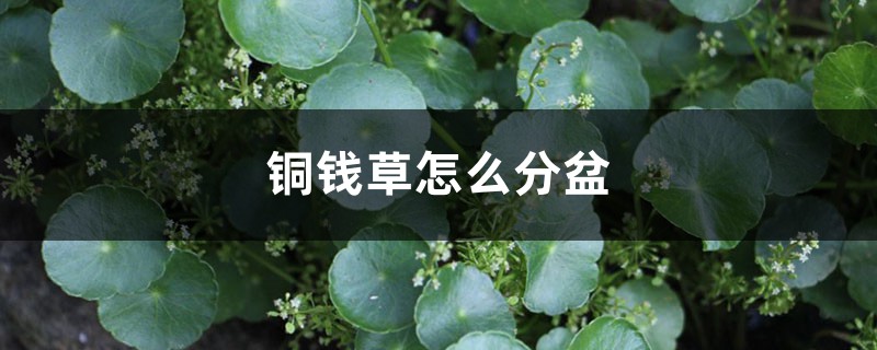 铜钱草分盆方法和日常养护