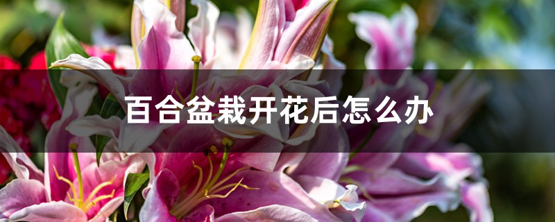 百合盆栽开花后怎么办