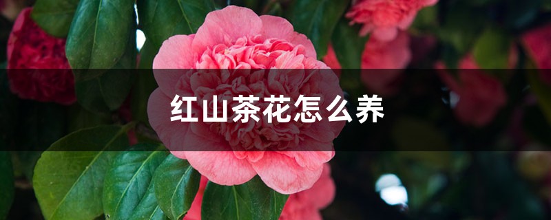 红山茶花怎么养