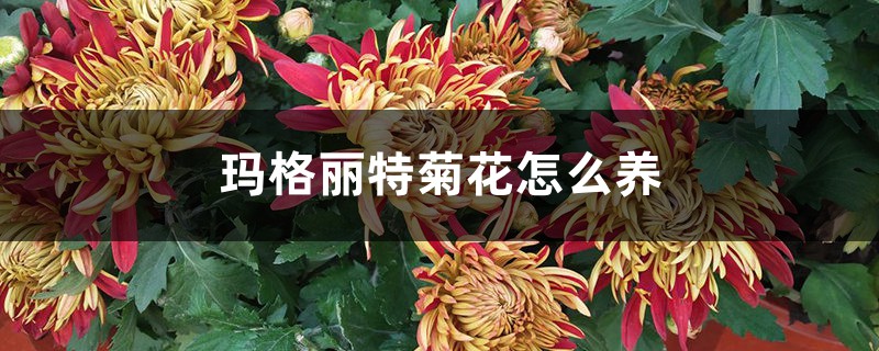 玛格丽特菊花怎么养