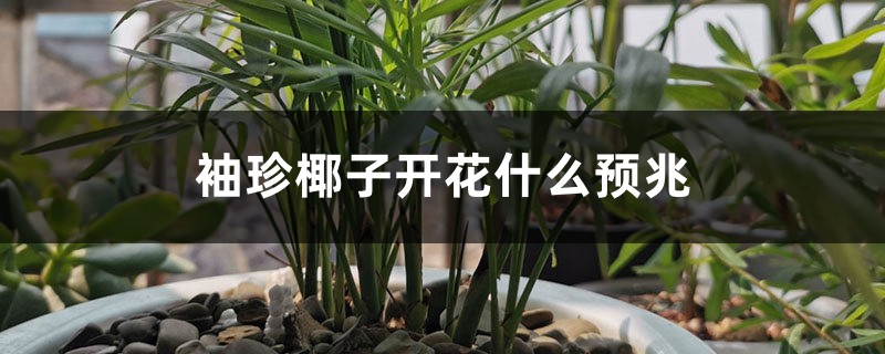 袖珍椰子开花什么预兆，怎么养才会开花