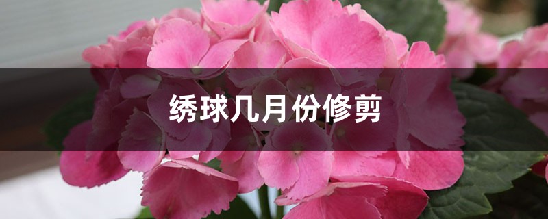 绣球几月份修剪