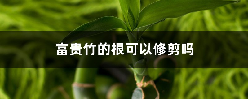 富贵竹的根可以修剪吗