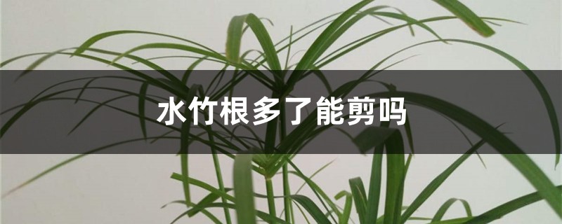 水竹根多了能剪吗