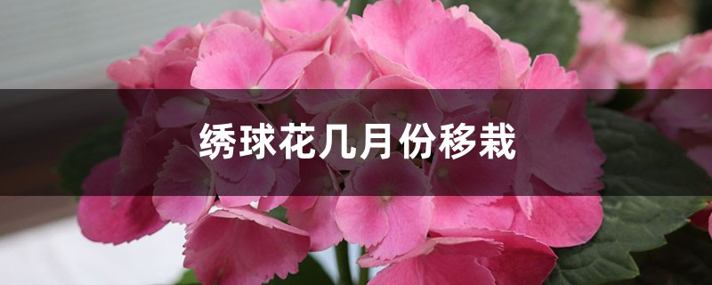 绣球花几月份移栽