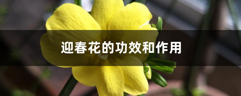 迎春花的功效和作用