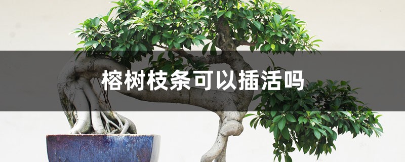 榕树枝条可以插活吗