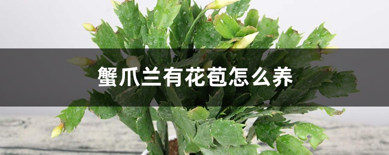 蟹爪兰有花苞怎么养