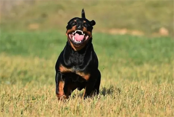 罗威纳犬，全球首屈一指的防暴卫士，你心属哪一款？