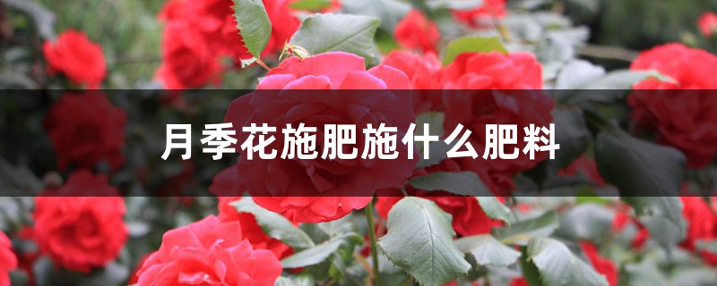 月季花施肥施什么肥料