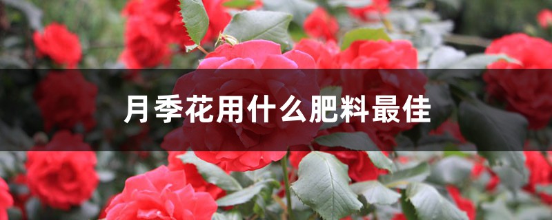 月季花用什么肥料最佳