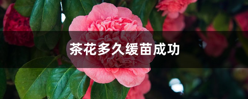 茶花多久缓苗成功