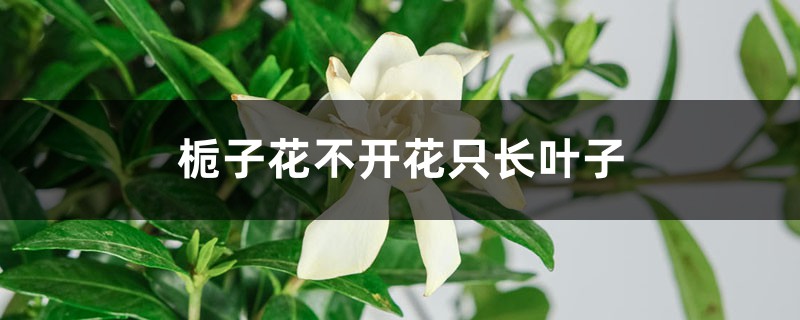 栀子花不开花只长叶子的原因