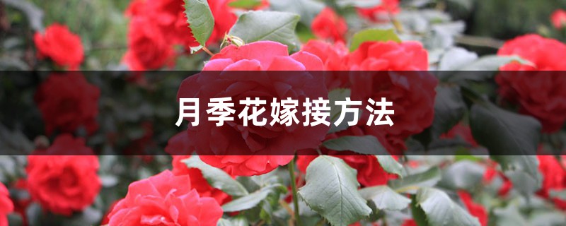 月季花嫁接方法