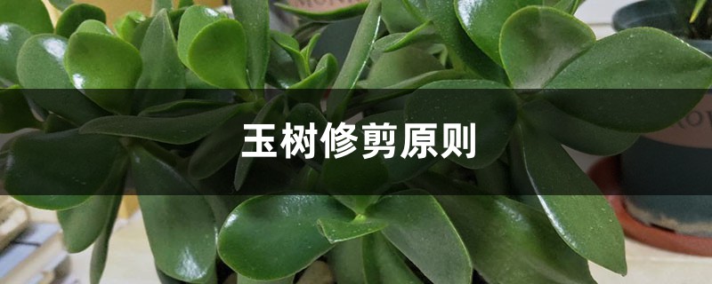 玉树修剪原则