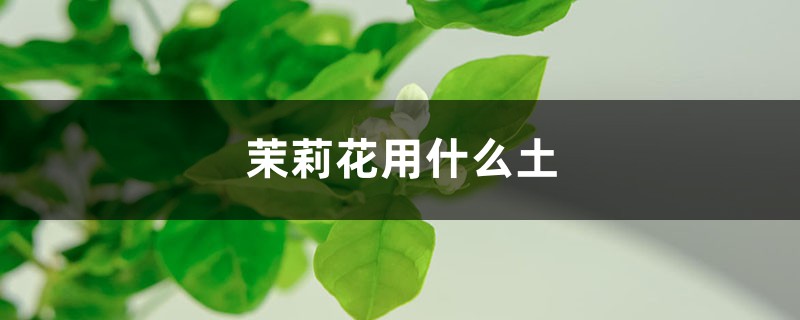 茉莉花用什么土，怎么养护