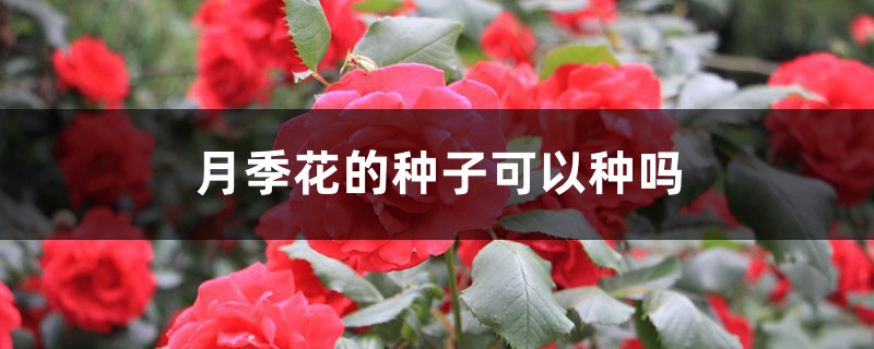 月季花的种子可以种吗