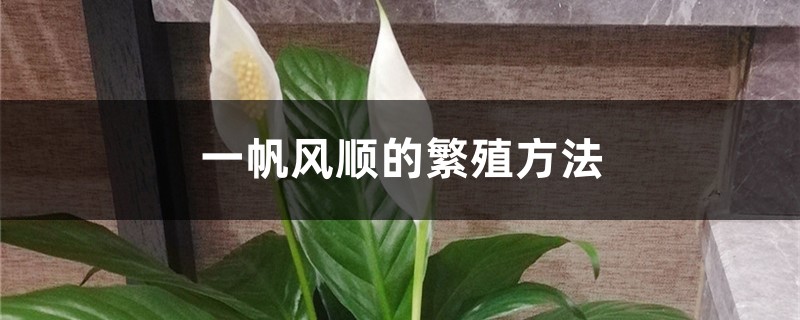 一帆风顺的繁殖方法