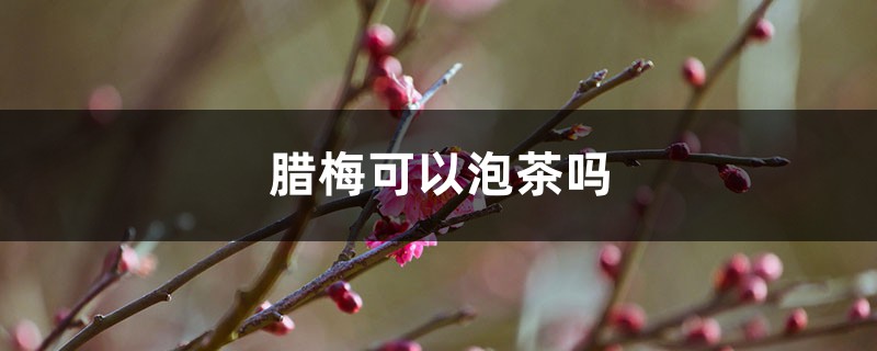 腊梅可以泡茶吗