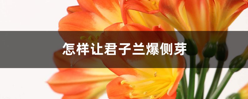 怎样让君子兰长侧芽，不发侧芽怎么办