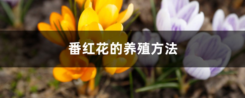 番红花种球种植方法（室内养殖方法）