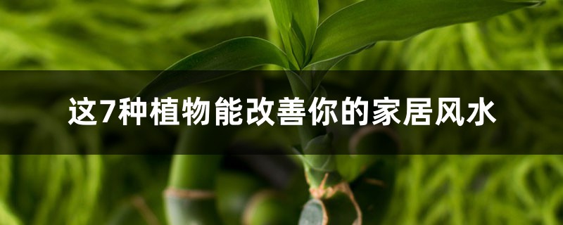 这7种植物能改善你的家居风水