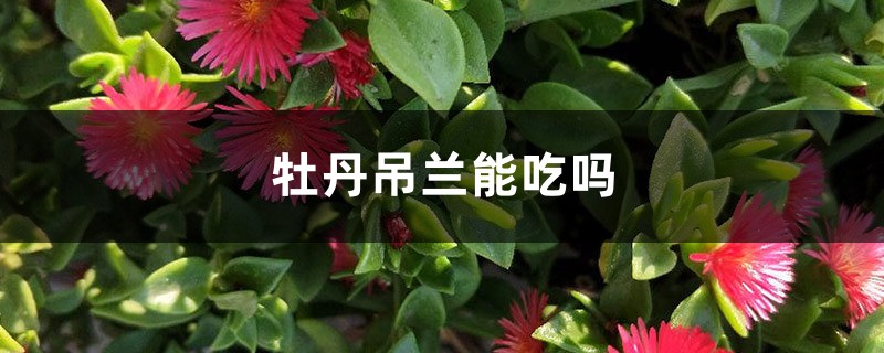 牡丹吊兰能吃吗