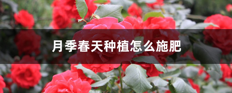 月季春天种植怎么施肥