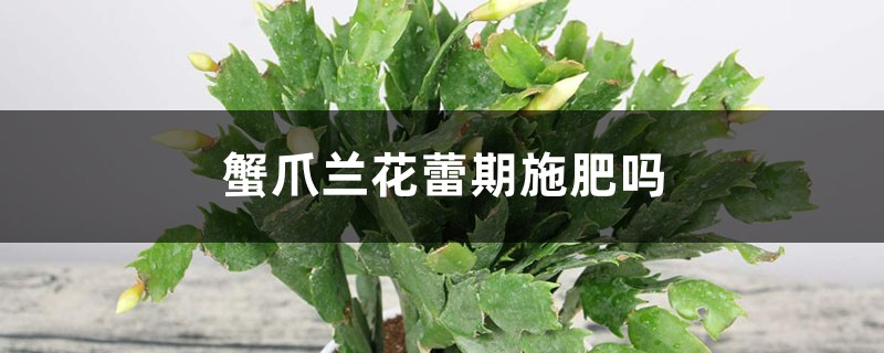 蟹爪兰花蕾期施肥吗