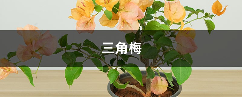 “三角梅”冬天这么养，零下也能冒“花苞”，花开满盆都羡慕！