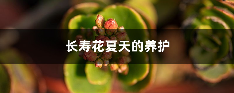 长寿花夏天的养护