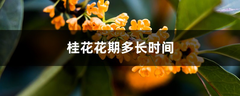 桂花花期多长时间