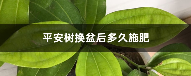 平安树换盆后多久施肥