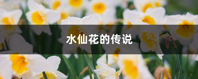 水仙花的传说