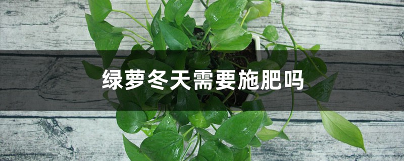 绿萝冬天需要施肥吗